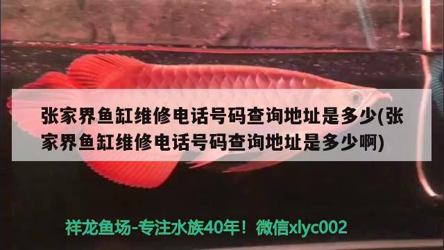 张家界鱼缸维修电话号码查询地址是多少(张家界鱼缸维修电话号码查询地址是多少啊)