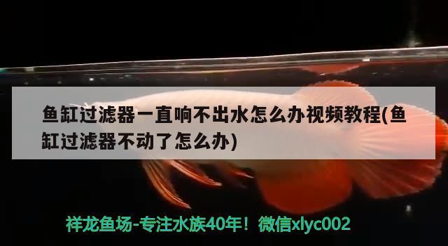 鱼缸过滤器一直响不出水怎么办视频教程(鱼缸过滤器不动了怎么办) 女王大帆鱼