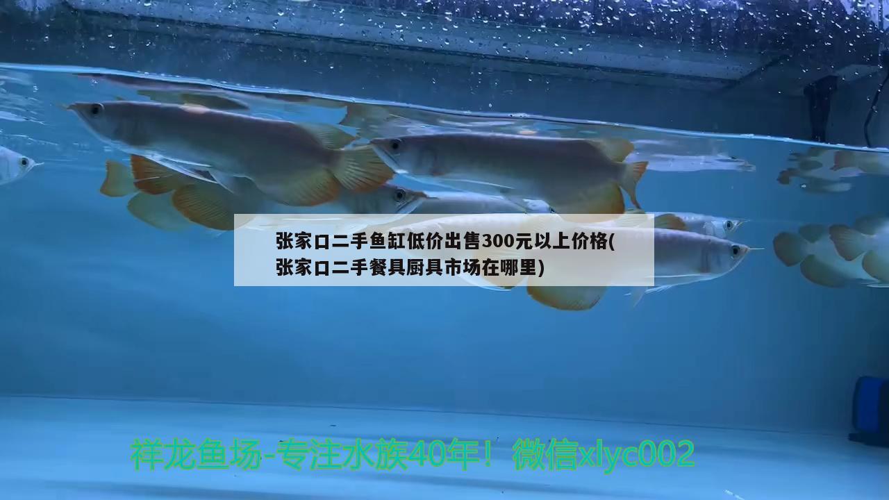 张家口二手鱼缸低价出售300元以上价格(张家口二手餐具厨具市场在哪里)