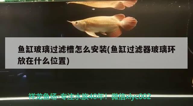 鱼缸玻璃过滤槽怎么安装(鱼缸过滤器玻璃环放在什么位置)