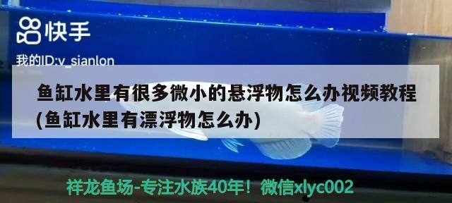 鱼缸水里有很多微小的悬浮物怎么办视频教程(鱼缸水里有漂浮物怎么办) 野彩鱼