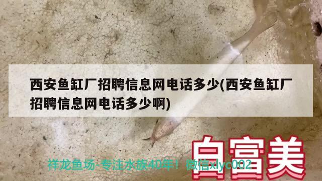 西安鱼缸厂招聘信息网电话多少(西安鱼缸厂招聘信息网电话多少啊)