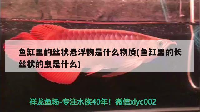 鱼缸里的丝状悬浮物是什么物质(鱼缸里的长丝状的虫是什么) 观赏虾蟹等饲料