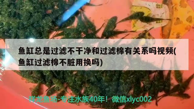 鱼缸总是过滤不干净和过滤棉有关系吗视频(鱼缸过滤棉不脏用换吗) 金三间鱼