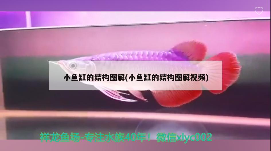 小鱼缸的结构图解(小鱼缸的结构图解视频) 眼斑鱼