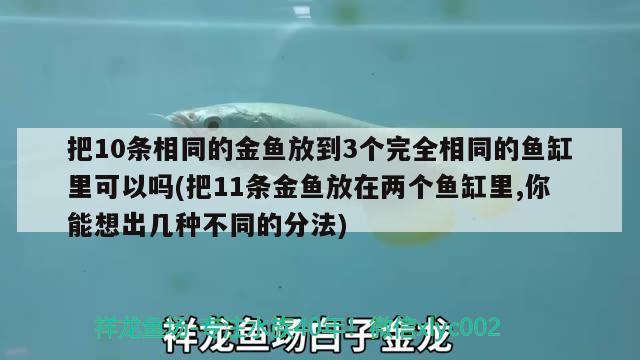 把10条相同的金鱼放到3个完全相同的鱼缸里可以吗(把11条金鱼放在两个鱼缸里,你能想出几种不同的分法) 观赏鱼百科