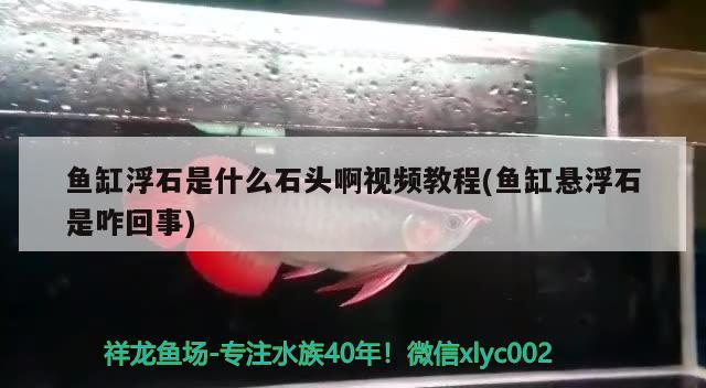 鱼缸浮石是什么石头啊视频教程(鱼缸悬浮石是咋回事)