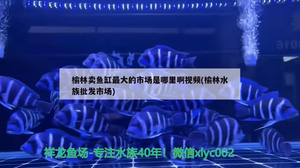 榆林卖鱼缸最大的市场是哪里啊视频(榆林水族批发市场) 观赏鱼水族批发市场