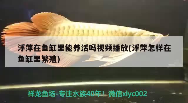 浮萍在鱼缸里能养活吗视频播放(浮萍怎样在鱼缸里繁殖) 水族维护服务（上门）