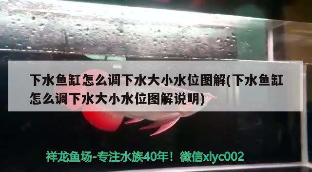 下水鱼缸怎么调下水大小水位图解(下水鱼缸怎么调下水大小水位图解说明) 翡翠凤凰鱼