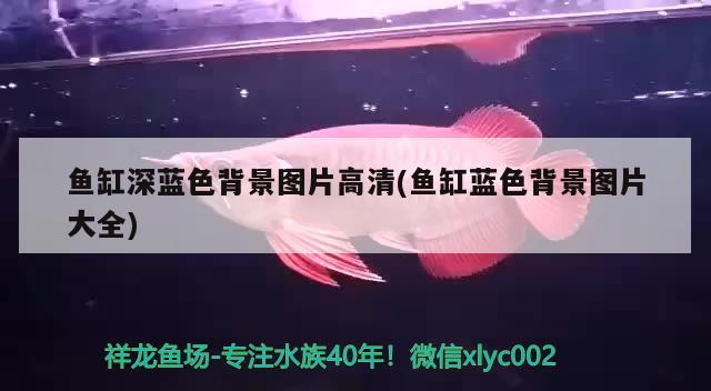 鱼缸深蓝色背景图片高清(鱼缸蓝色背景图片大全) 红龙专用鱼粮饲料
