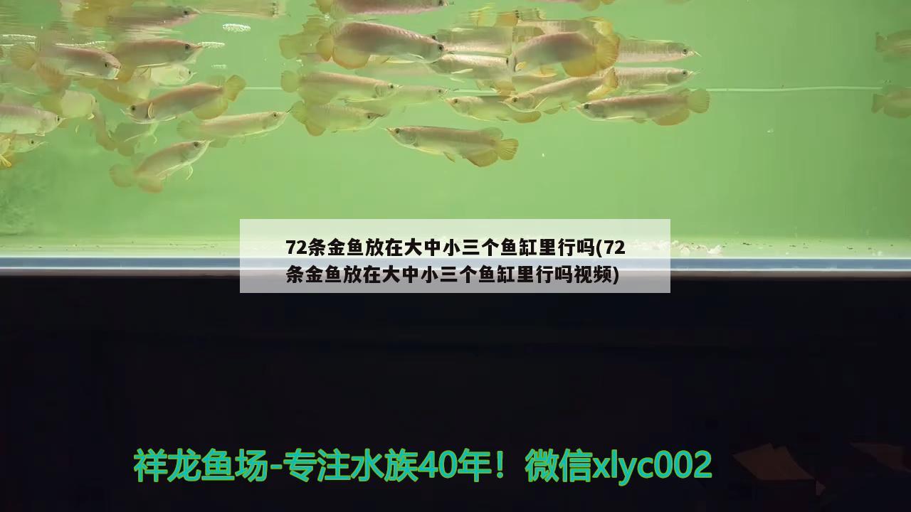 72条金鱼放在大中小三个鱼缸里行吗(72条金鱼放在大中小三个鱼缸里行吗视频)