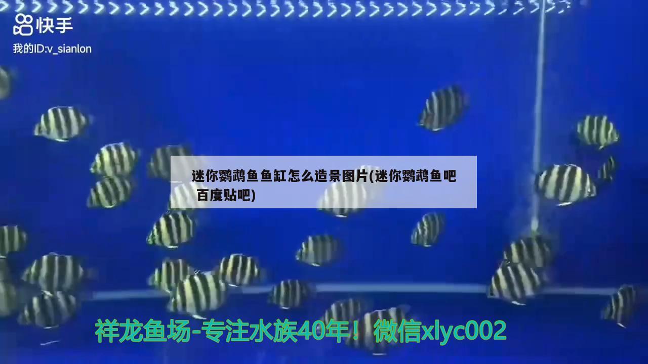 迷你鹦鹉鱼鱼缸怎么造景图片(迷你鹦鹉鱼吧百度贴吧) 鹦鹉鱼