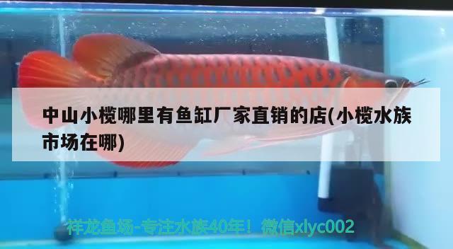 中山小榄哪里有鱼缸厂家直销的店(小榄水族市场在哪) 水族杂谈