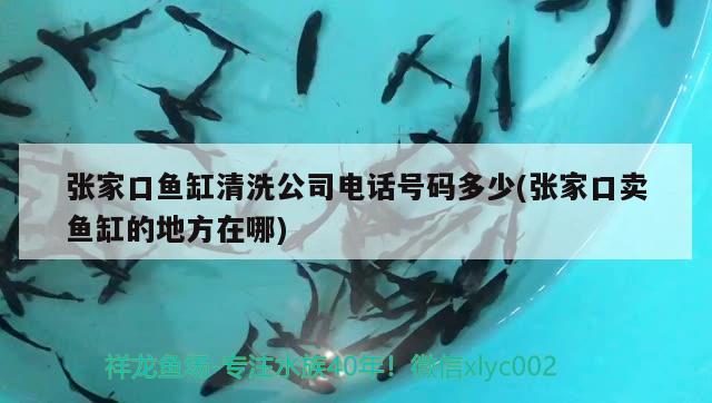 张家口鱼缸清洗公司电话号码多少(张家口卖鱼缸的地方在哪) 鱼缸净水剂