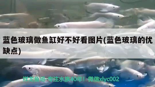 蓝色玻璃做鱼缸好不好看图片(蓝色玻璃的优缺点) 水族用品