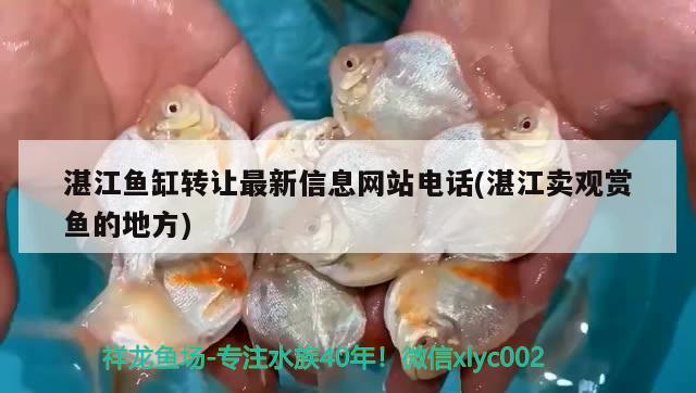 湛江鱼缸转让最新信息网站电话(湛江卖观赏鱼的地方) 丹顶锦鲤鱼