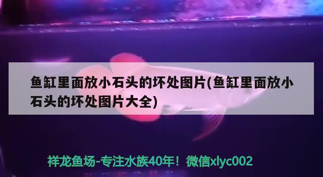 鱼缸里面放小石头的坏处图片(鱼缸里面放小石头的坏处图片大全) 非洲象鼻鱼