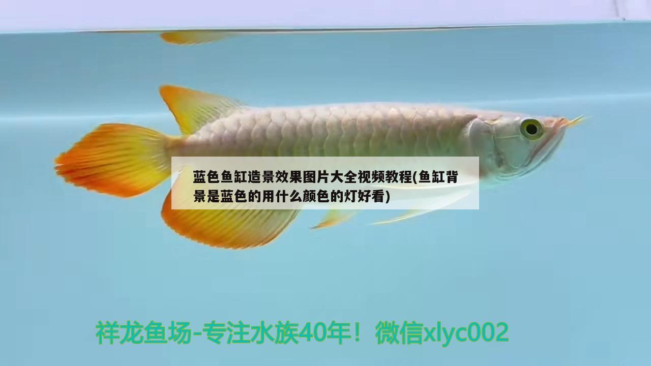 蓝色鱼缸造景效果图片大全视频教程(鱼缸背景是蓝色的用什么颜色的灯好看) 二氧化碳设备