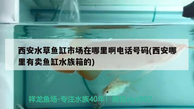 西安水草鱼缸市场在哪里啊电话号码(西安哪里有卖鱼缸水族箱的)