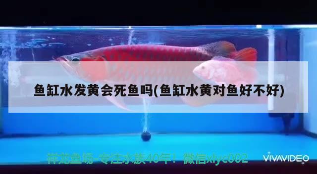 鱼缸水发黄会死鱼吗(鱼缸水黄对鱼好不好)