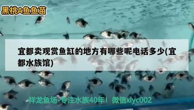 宜都卖观赏鱼缸的地方有哪些呢电话多少(宜都水族馆)