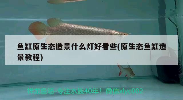 鱼缸原生态造景什么灯好看些(原生态鱼缸造景教程) 广州祥龙国际水族贸易