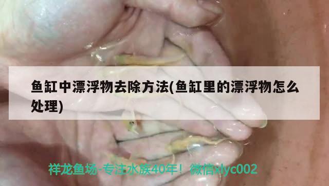 鱼缸中漂浮物去除方法(鱼缸里的漂浮物怎么处理) 鱼缸净水剂