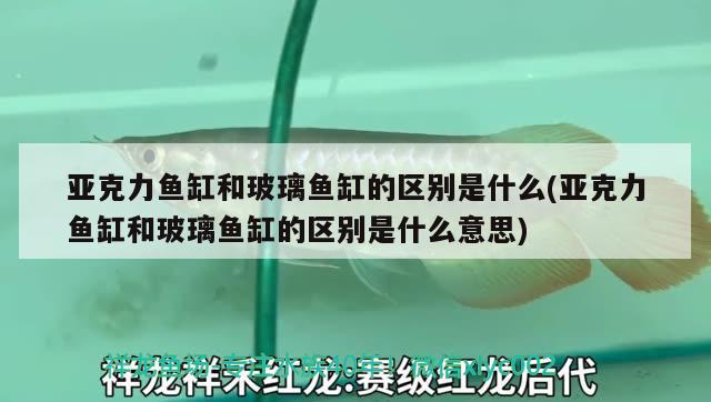 亚克力鱼缸和玻璃鱼缸的区别是什么(亚克力鱼缸和玻璃鱼缸的区别是什么意思) 白子银版鱼