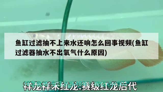 鱼缸过滤抽不上来水还响怎么回事视频(鱼缸过滤器抽水不出氧气什么原因) 印尼红龙鱼 第2张