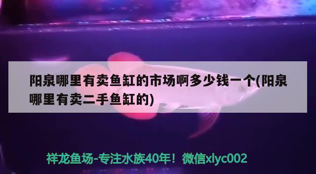 阳泉哪里有卖鱼缸的市场啊多少钱一个(阳泉哪里有卖二手鱼缸的)