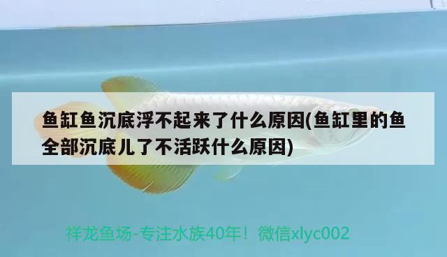 鱼缸鱼沉底浮不起来了什么原因(鱼缸里的鱼全部沉底儿了不活跃什么原因)