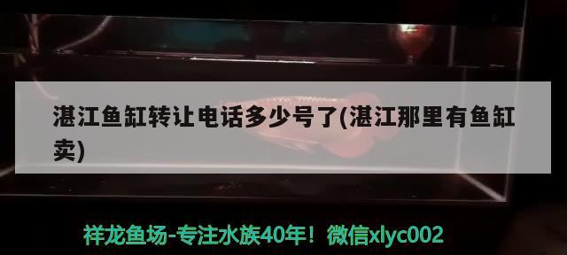 湛江鱼缸转让电话多少号了(湛江那里有鱼缸卖) 广州水族批发市场