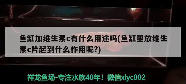 鱼缸加维生素c有什么用途吗(鱼缸里放维生素c片起到什么作用呢?)