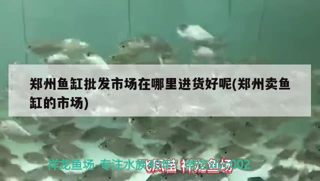 郑州鱼缸批发市场在哪里进货好呢(郑州卖鱼缸的市场) 黑云鱼