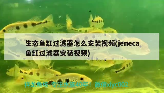 生态鱼缸过滤器怎么安装视频(jeneca鱼缸过滤器安装视频) 白子银版鱼