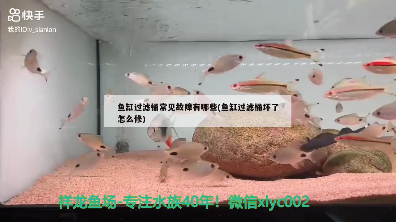 鱼缸过滤桶常见故障有哪些(鱼缸过滤桶坏了怎么修) 苏虎