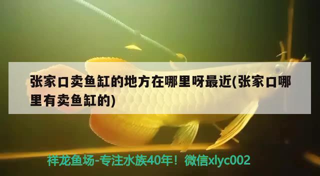 张家口卖鱼缸的地方在哪里呀最近(张家口哪里有卖鱼缸的) 广州水族批发市场