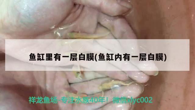 鱼缸里有一层白膜(鱼缸内有一层白膜) 充氧泵