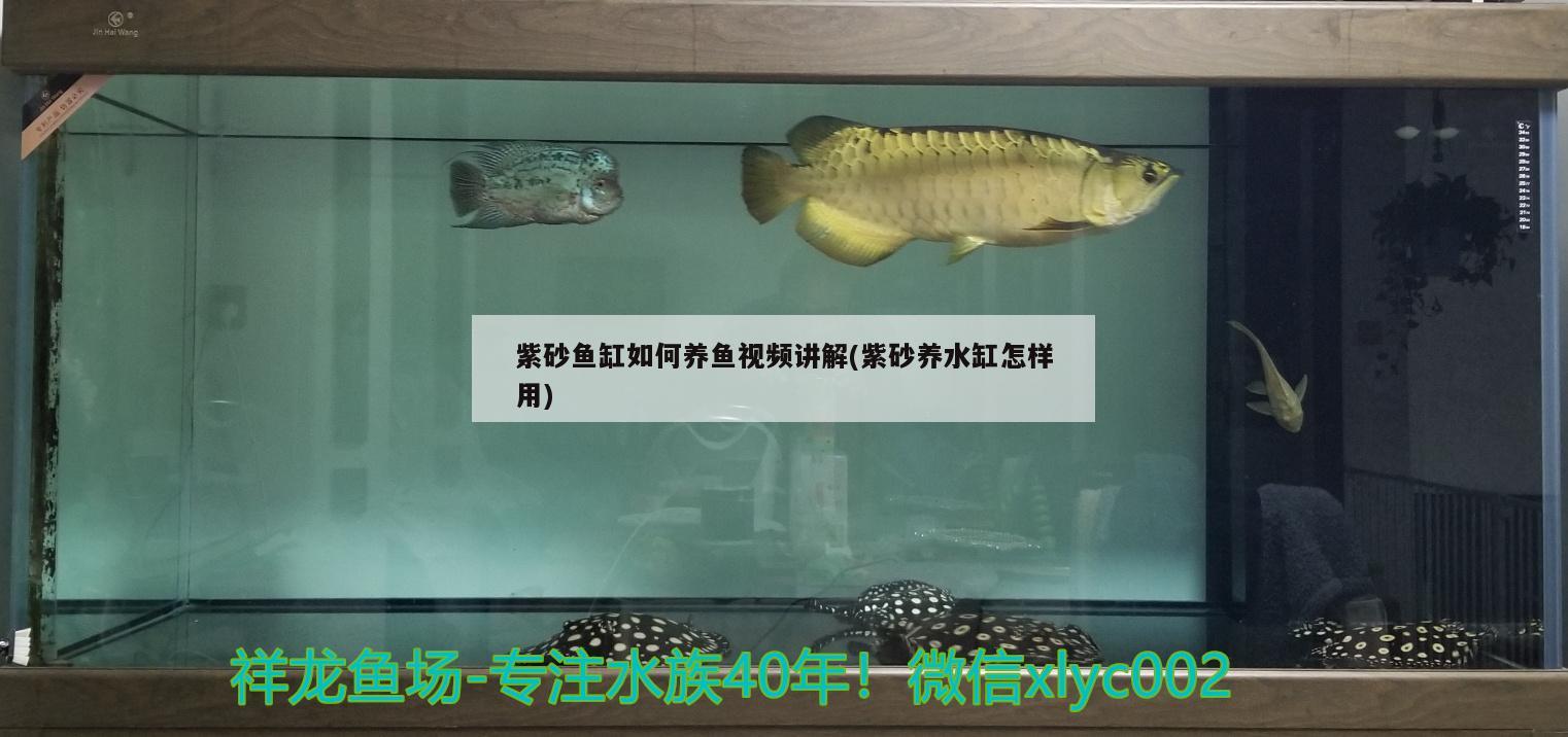 紫砂鱼缸如何养鱼视频讲解(紫砂养水缸怎样用)