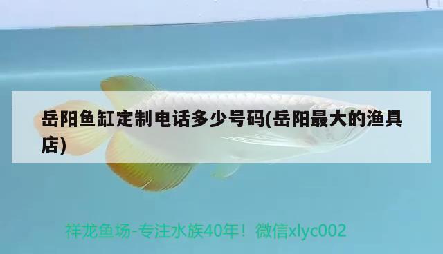 岳阳鱼缸定制电话多少号码(岳阳最大的渔具店) 白子红龙鱼