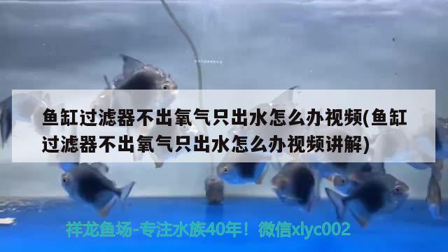 鱼缸过滤器不出氧气只出水怎么办视频(鱼缸过滤器不出氧气只出水怎么办视频讲解) 翡翠凤凰鱼