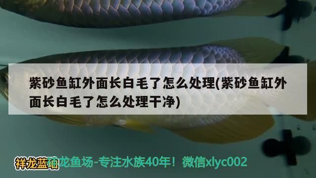 紫砂鱼缸外面长白毛了怎么处理(紫砂鱼缸外面长白毛了怎么处理干净)