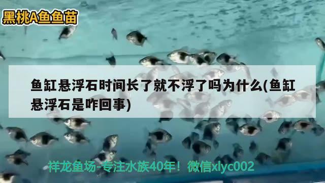 鱼缸悬浮石时间长了就不浮了吗为什么(鱼缸悬浮石是咋回事) 撒旦鸭嘴鱼