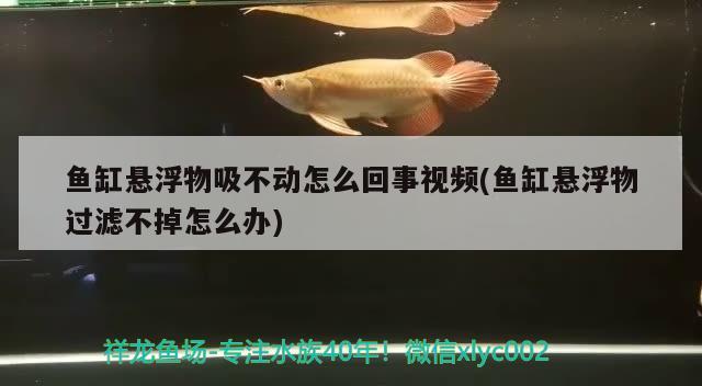 鱼缸悬浮物吸不动怎么回事视频(鱼缸悬浮物过滤不掉怎么办)