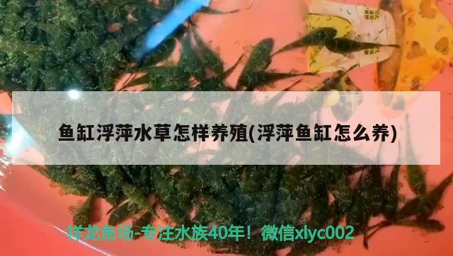 鱼缸浮萍水草怎样养殖(浮萍鱼缸怎么养)