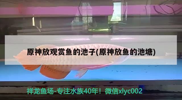 原神放观赏鱼的池子(原神放鱼的池塘) 月光鸭嘴鱼苗