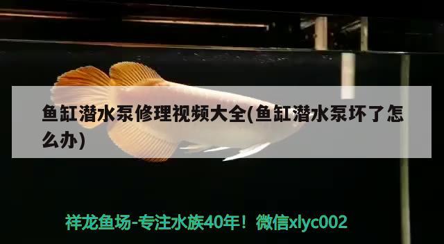 鱼缸潜水泵修理视频大全(鱼缸潜水泵坏了怎么办) 水族维护服务（上门）