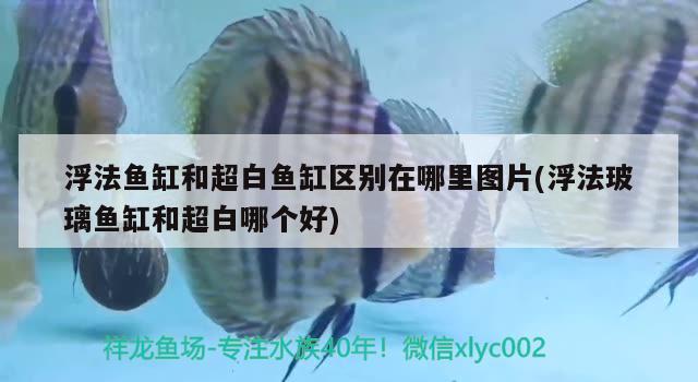 浮法鱼缸和超白鱼缸区别在哪里图片(浮法玻璃鱼缸和超白哪个好) 恐龙王鱼