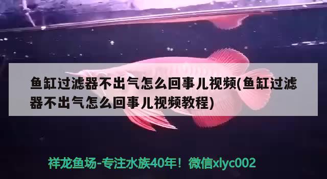 鱼缸过滤器不出气怎么回事儿视频(鱼缸过滤器不出气怎么回事儿视频教程) 白写锦鲤鱼